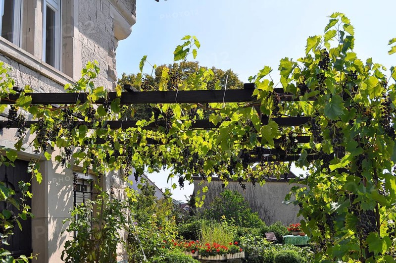 Grapes, pergola at the house