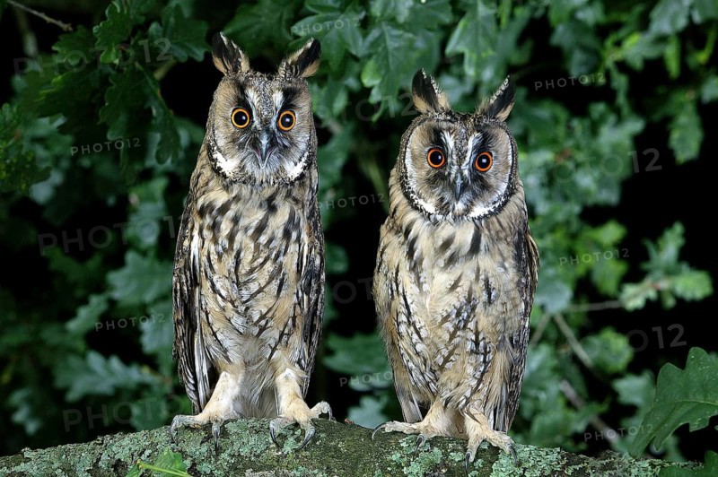 LONG-EARED OWL (asio otus), PAIR STANDING ON BRANCH, NORMANDY