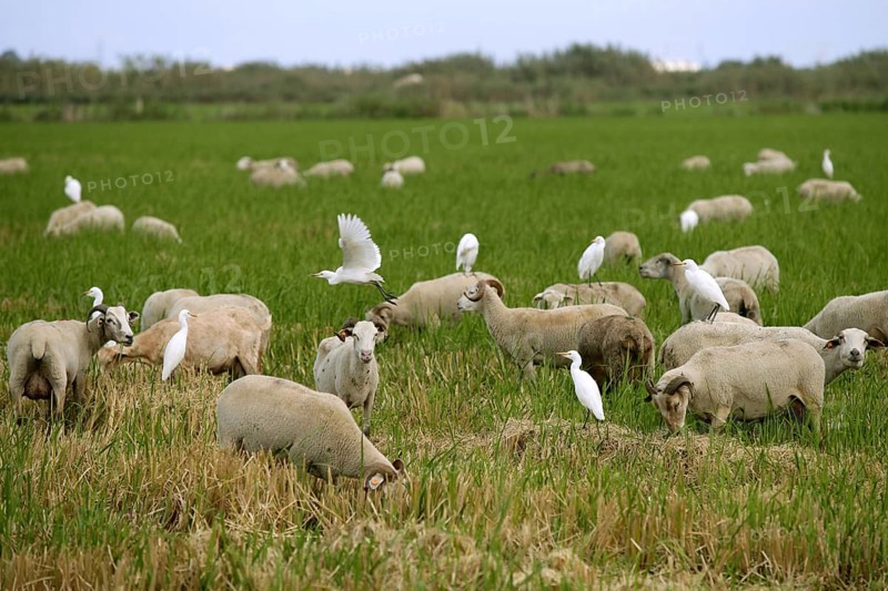Beautiful flock of sheeps with dipped white birds over sheep back