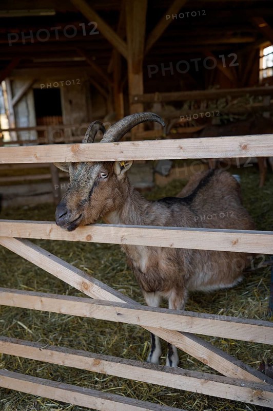 Goat in the historic sheepfold, Hohenloher Freilandmuseum, Wackershofen, Schwäbisch Hall