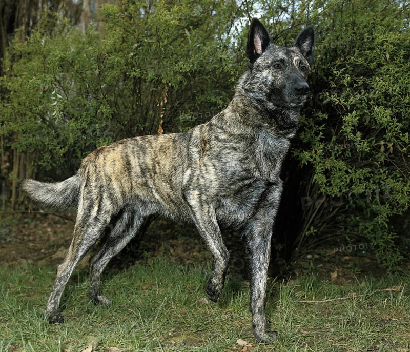 Dutch Shepherd Dog, Adult standing on Grass