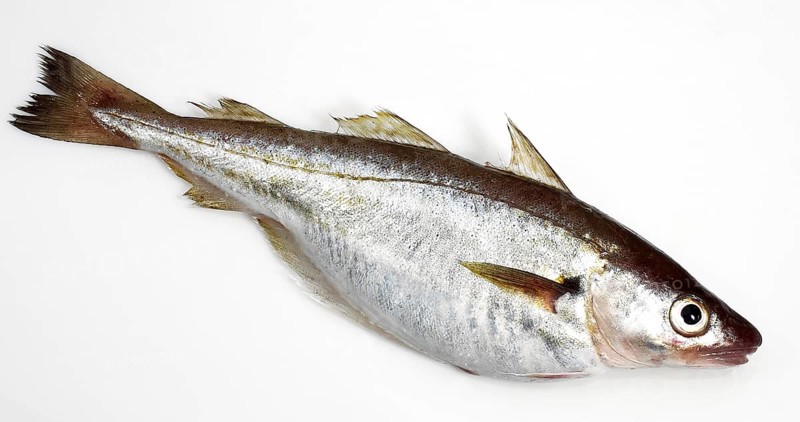 Fresh Whiting, merlangius merlangus, Fish against White Background