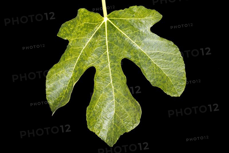 Green fig leaf, studio shot with black background