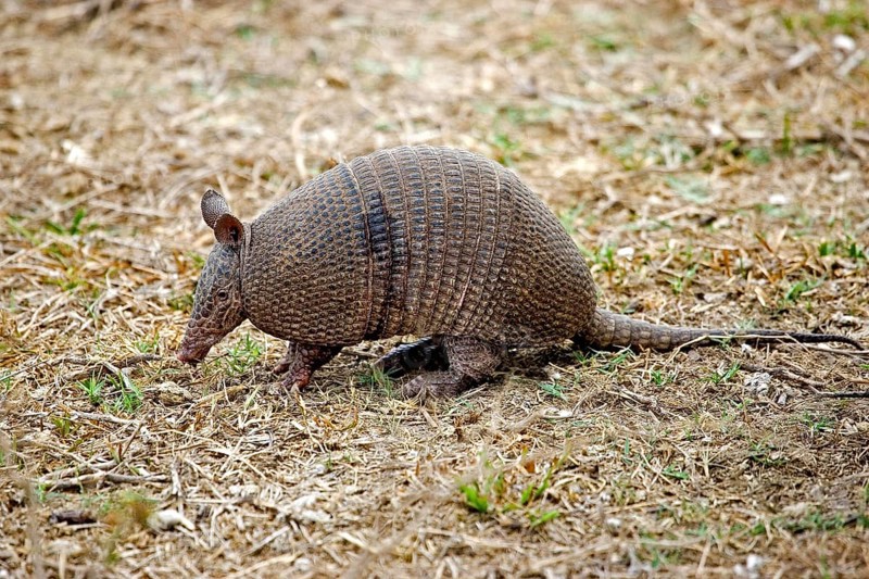 Nine Banded Armadillo (dasypus novemcinctus), Adult, Los Lianos in Venezuela