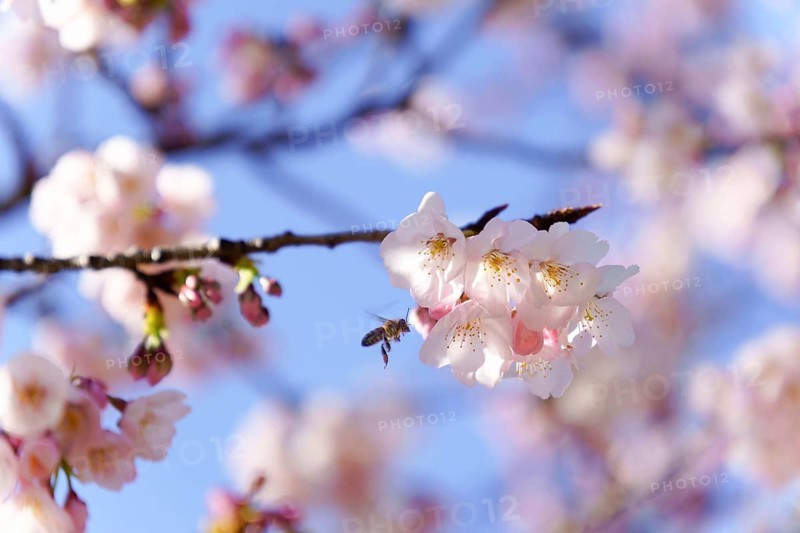 Close-up of a bee in flight pollinating cherry blossoms with blue sky in the background