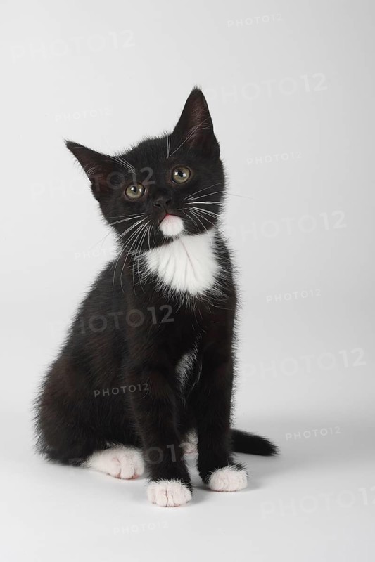 Domestic cat, kitten, 8 weeks