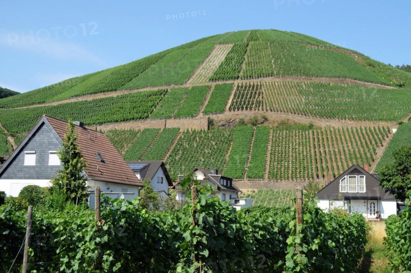 Vineyard near Dernau in the Ahr Valley