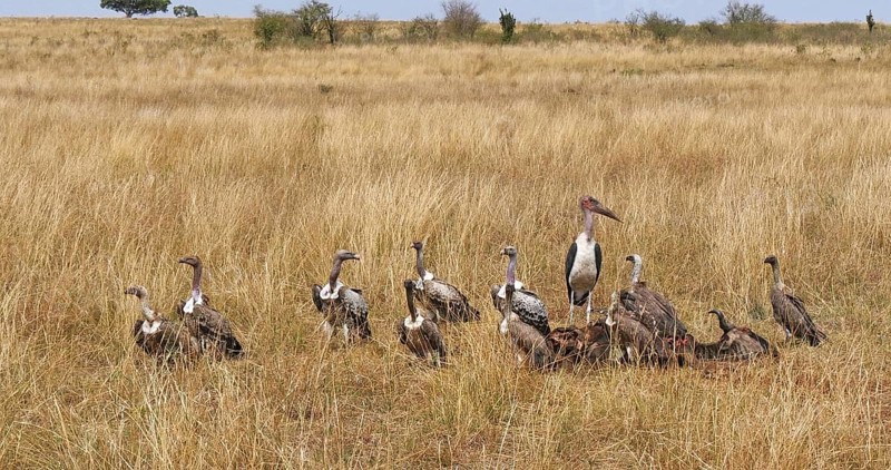 African White Backed Vulture (gyps africanus), Ruppell's Vulture, gyps rueppelli, Lappet Faced Vulture, torgos tracheliotus, Marabou Stork, leptoptilos crumeniferus, Group eating on Carcass, Masai Mara Park in Kenya