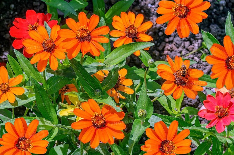 Zinnias (Zinia), Allgäu, Bavaria, Germany, Europe