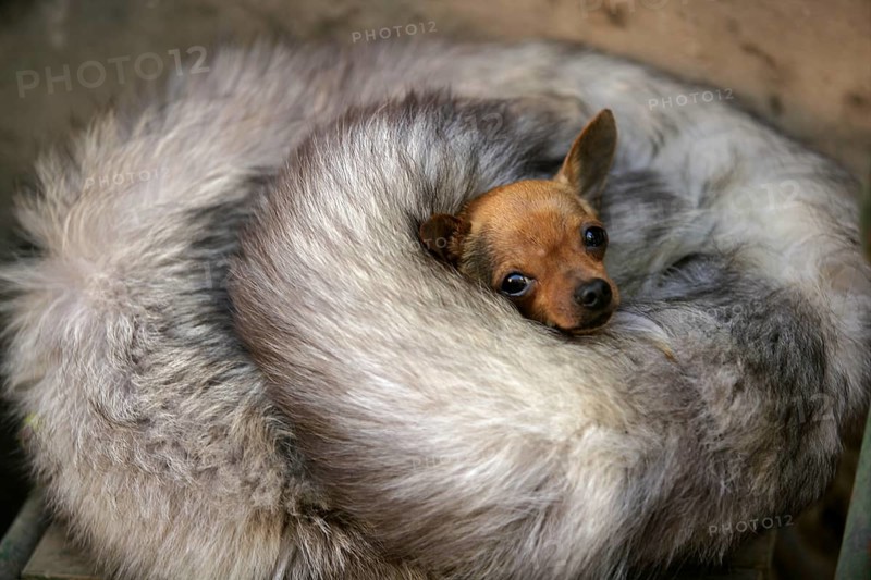 Little dog with cold in winter with fox skin protection