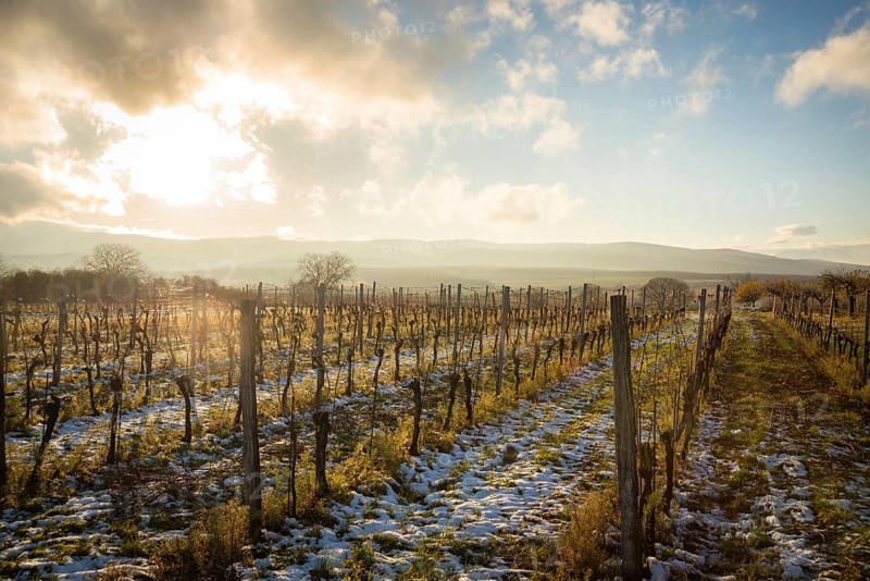 Wintersun on snowy vineyards in Burgenland Austria