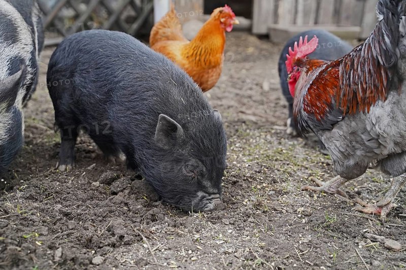 Mini pigs and chickens in garden eating and digging in Germany
