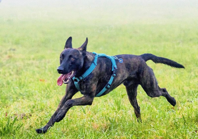 A powerful police dog, a Malinois shepherd, stands at attention. The dog is about two years old, with a well-trained, athletic build. His coat is short and thick, in the typical brown and black colours often found on service dogs. His ears are pricked up and his eyes look alert and focussed, as if he is ready to follow orders at any time