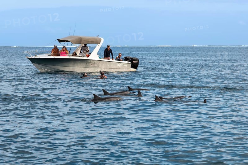 Tourists swimming, snorkelling with dolphins, spinner dolphin (Stenella longirostris), spinner dolphin, Tamarin, Indian Ocean, island, Mauritius, Africa
