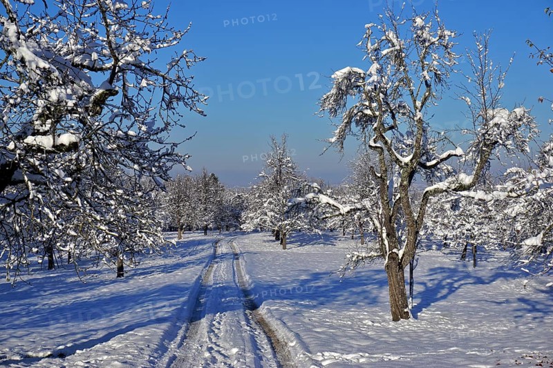 Orchard meadow in winter, Orchard meadow in winter