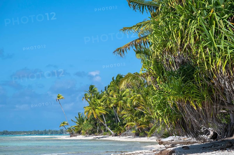 Forest with lush tropical vegetation, Tikehau, Atoll, Tuamotu Archipelago, Tuherahera, Rangiroa, French Polynesia, Oceania