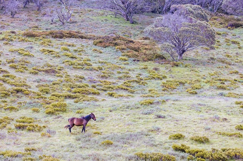 A landscape view with wild brumbies on the Cascade Hut Trail near Dead Horse Gap and Thredo in Kosciuszko National Park, New South Wales, Australia, Oceania