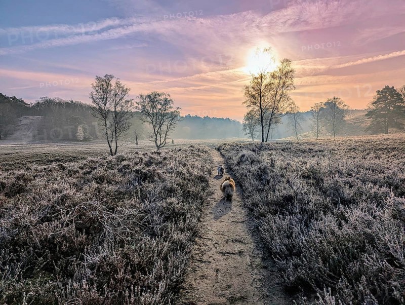 Heathland, Heidschnuckenweg, in the Fischbeker Heide, in Hamburg