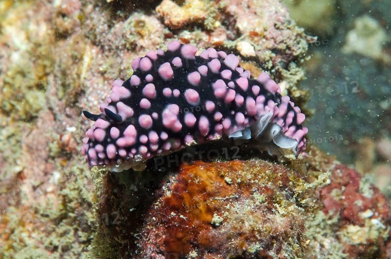 Poison Wart Snail, Red Sea (Phyllidiella pustulosa)