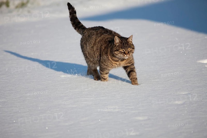 Brown Tabby Domestic Cat, Female walking on Snow, Normandy