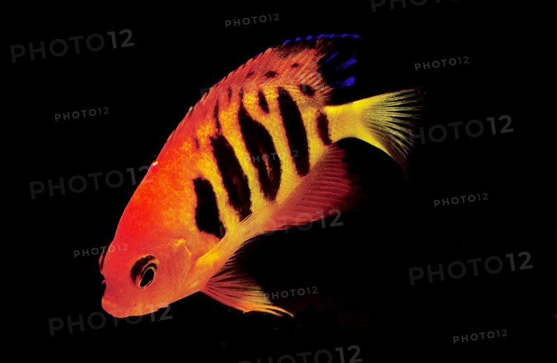 Fire Dwarf Angelfish, Flame Angelfish, Fire Dwarf Angelfish, Flame Angelfish, Other Animals, Fish, Animals, Angelfish, Flame Angelfish, centropyge loriculus, Adult against Black background