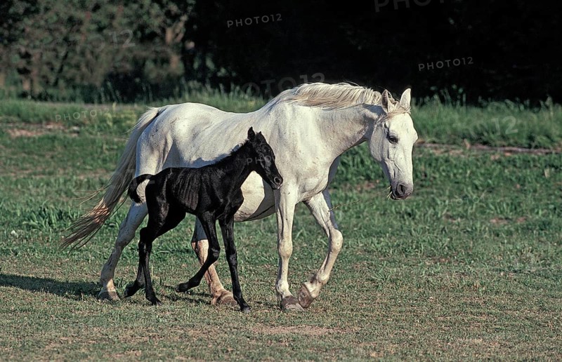 LIPIZZAN HORSE, MARE AND FOAL STANDING IN PADDOCK