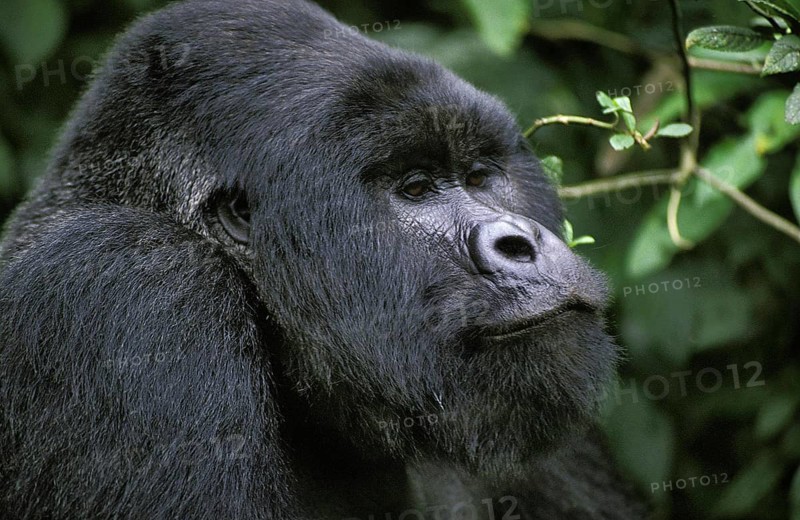 Mountain Gorilla (gorilla beringei), gorilla, Portrait of Male, Virunga Park in Rwanda