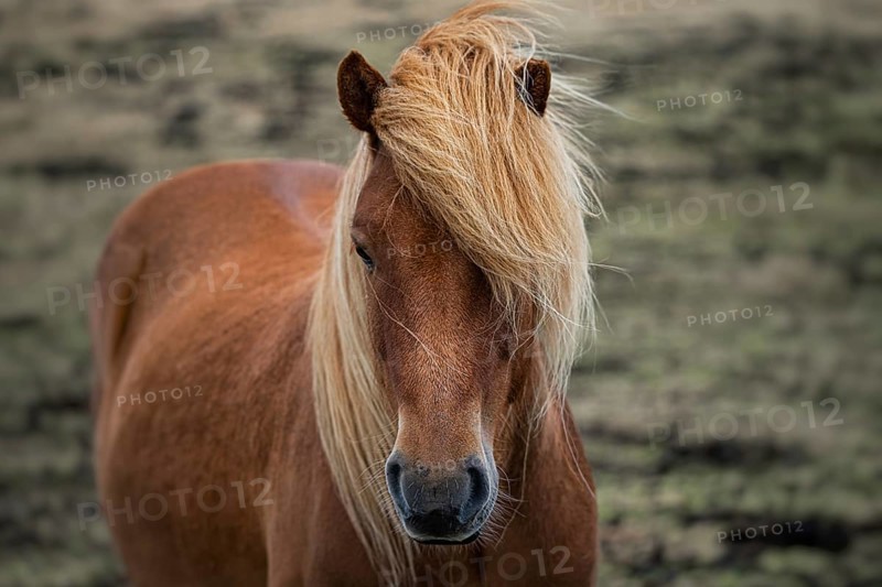 A chestnut pony with a flowing blonde mane stands in a grassy field, projecting a calm and serene atmosphere, horse, animal, icelandic horse, Iceland, Europe