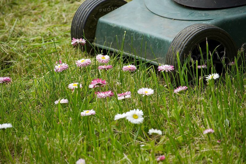 Seasons and yard maintenance concept with lawn mower and dainty white and pink spring flowers in a green garden lawn