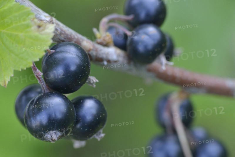 Black currant branch, Black currants on a bush