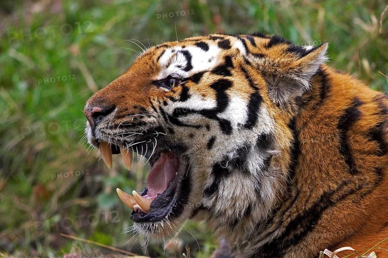 Siberian Tiger (panthera tigris altaica), Adult snarling