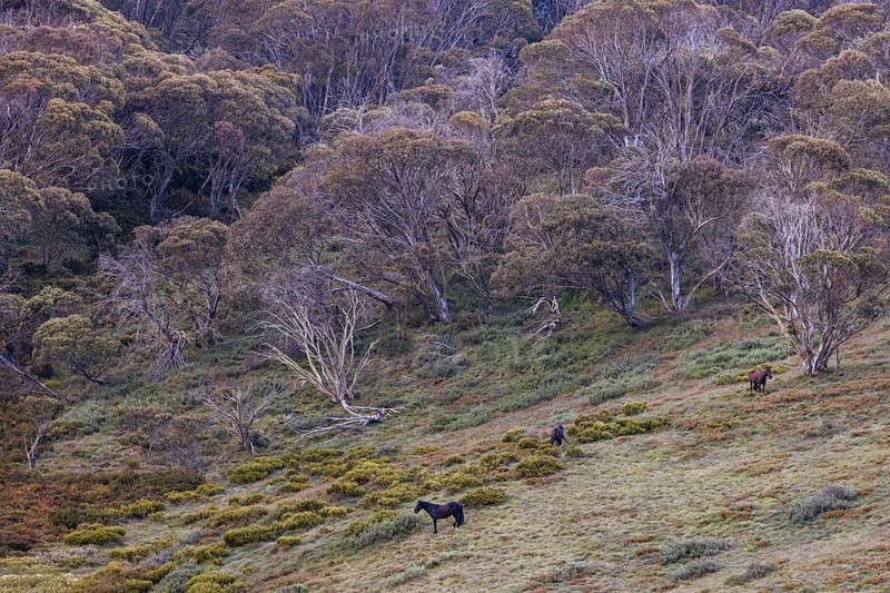 A landscape view with wild brumbies on the Cascade Hut Trail near Dead Horse Gap and Thredo in Kosciuszko National Park, New South Wales, Australia, Oceania