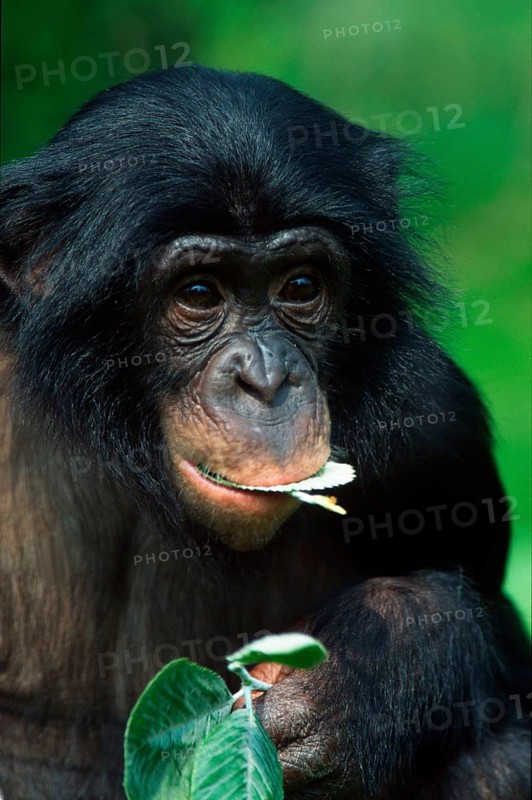 Bonobo (Pan paniscus), bonobo