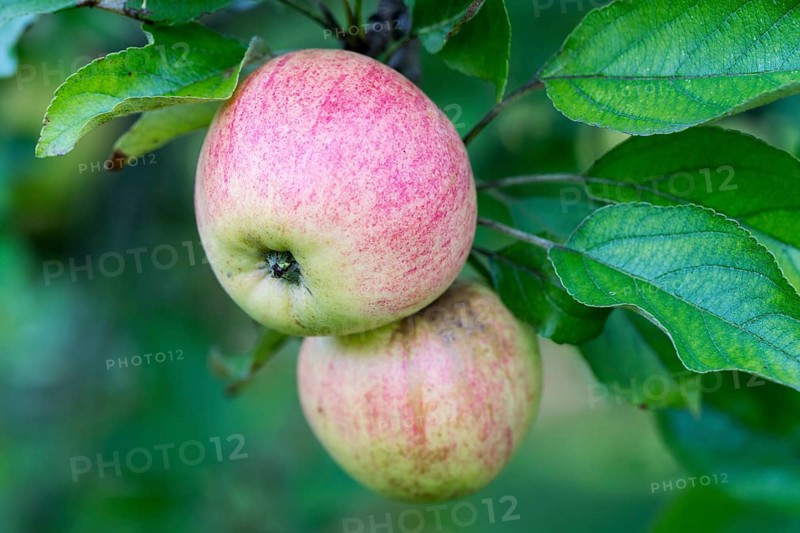 Finkenwerder Herbstprinz, apple, old variety, Germany, Europe