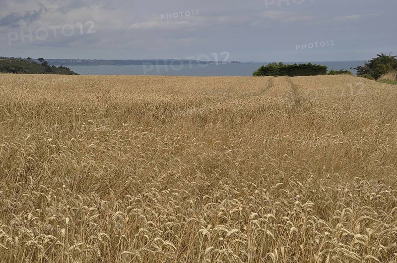 Vast golden wheat field under a cloudy sky with a distant horizon