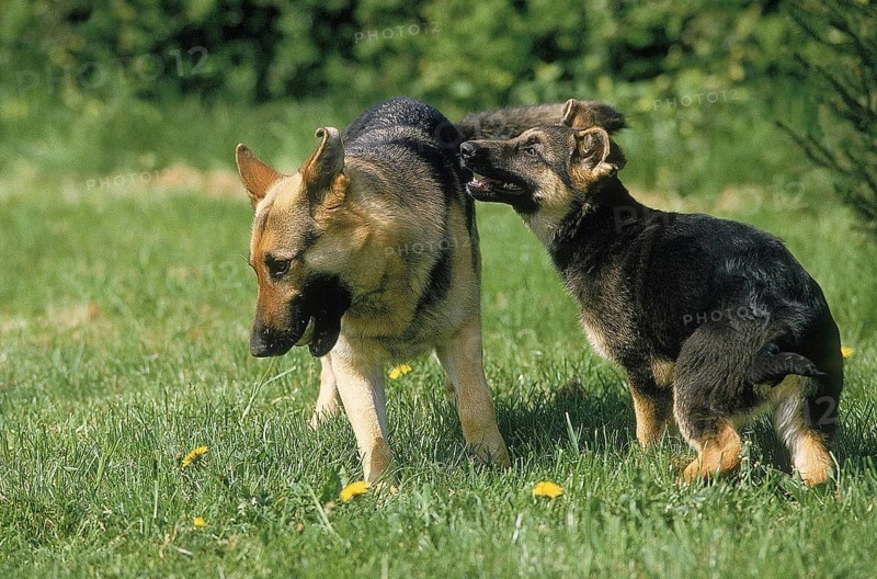 GERMAN SHEPHERD DOG, ADULT WITH PUPPY STANDING ON GRASS