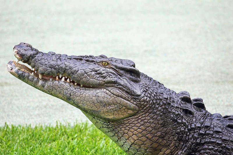 Saltwater crocodile (Crocodylus porosus) in Queensland, Australia, Oceania