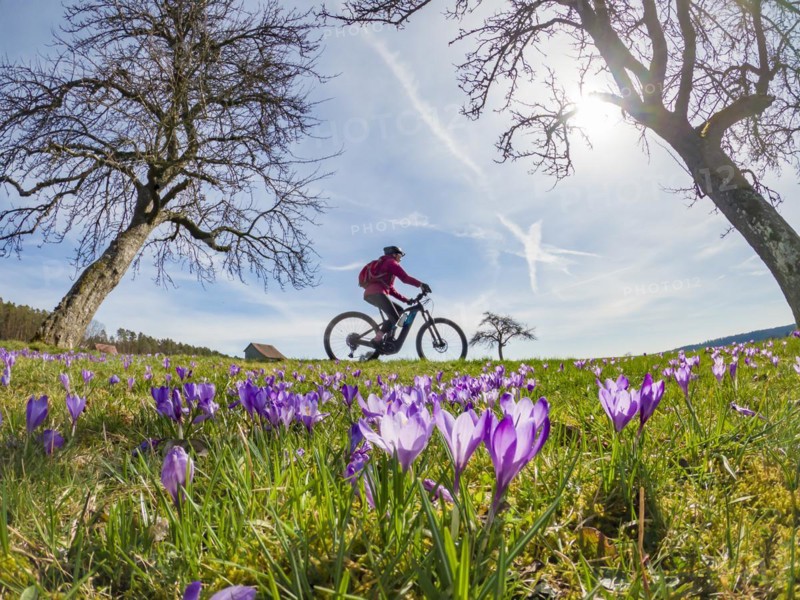 Cheerful young woman riding her electric mountain bike in a meadow with colourful blossoming crocuses in springtime
