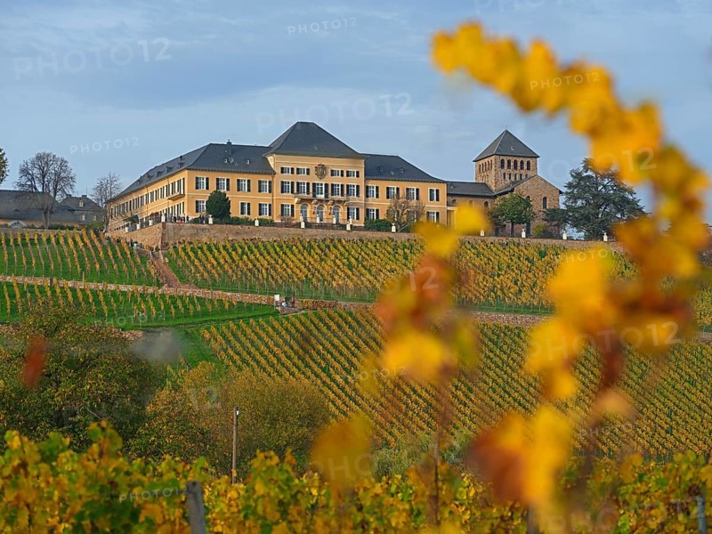 Johannisberg Castle, Winery, Riesling Cultivation, Geisenheim, Rheingau, Hesse, Germany, Europe