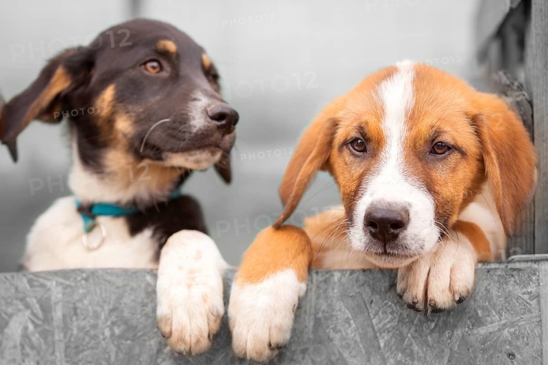 Portrait of two sad dog puppies in shelter behind fence waiting to be adopted