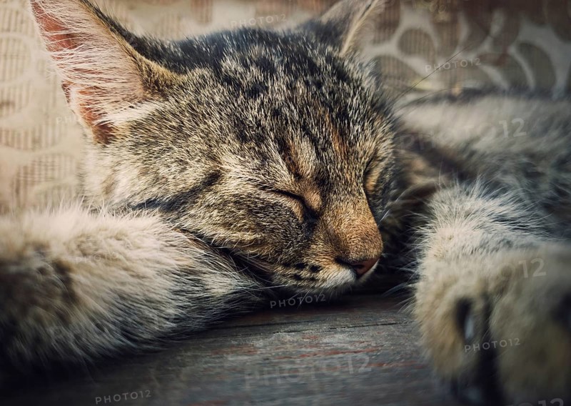 Sleeping cat close-up portrait. Cute brown striped kitten take a nap. Lovely and lazy tomcat resting, lay with closed eyes