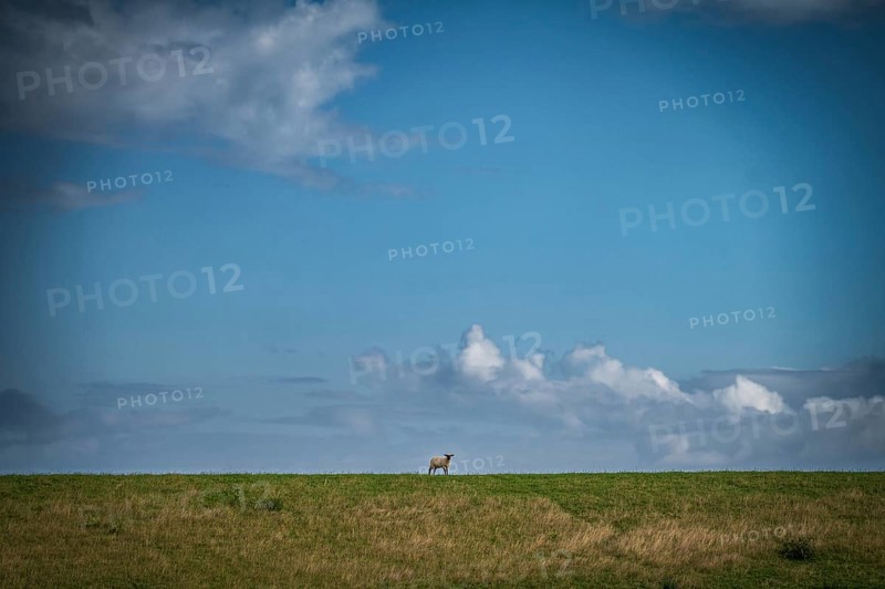 A sheep stands alone on a dyke under a wide blue sky with clouds, East Frisia, Lower Saxony