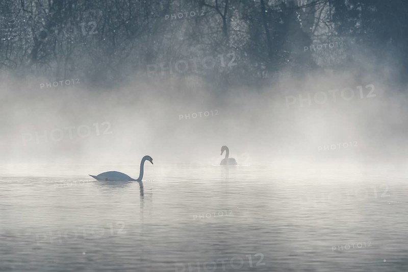 Mute swan (Cygnus olor) silhouette in the morning mist on the water of a lake. Bas-Rhin, Alsace, Grand Est, France, Europe