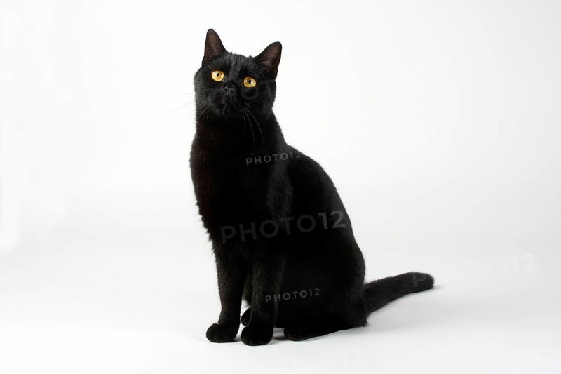 Domestic cat, male cat