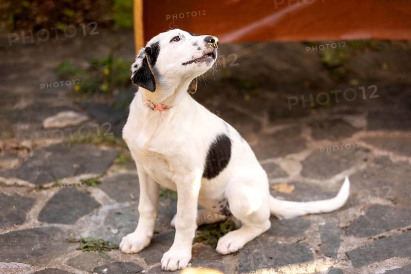 White and black Dog puppy with sad eyes sitting in the shelter, waiting for adoption, close-up portrait