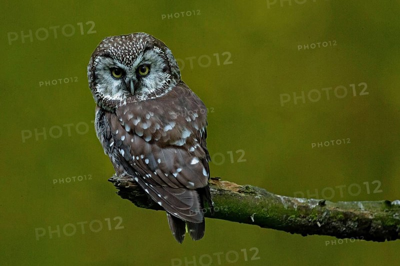 Tengmalm's owl sitting on a branch looking from behind