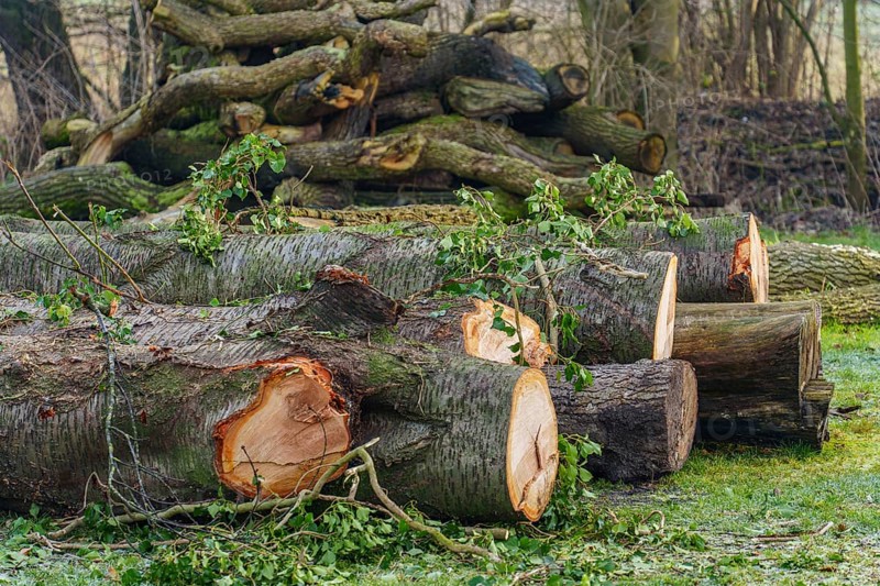 Felled tree trunks in a forest area with stacked pieces of wood, Velen, Münsterland, North Rhine-Westphalia, Germany, Europe