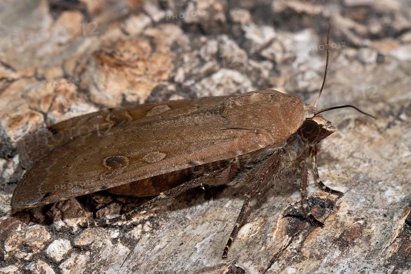 Mother moth butterfly with closed wings sitting on tree trunk looking right