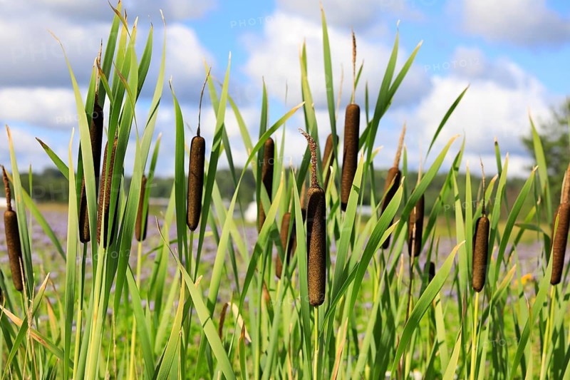 Typha latifolia, also called Bulrush or Common Cattail growing in a trench. Typha fiber has a potential to be novel, sustainable textile fiber