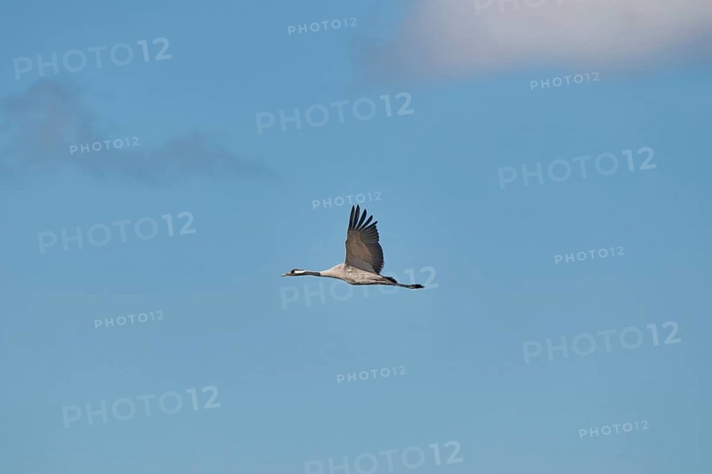 Crane (Grus grus) in elegant flight under a blue sky, Zingst, Bodden, Mecklenburg-Vorpommern, Germany, Europe